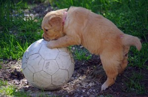 Lille My og ballen