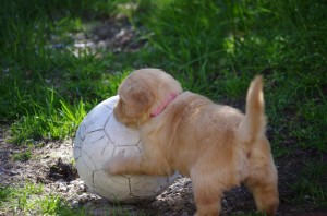 Lille My og ballen