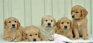 Rose,Shelia,Lexie,Lizzie og Luna