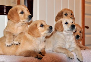 Sheila,Rose,Lexie,Luna og Lizzie 2