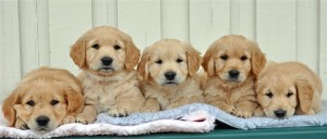 Tim,Affe,Leo,Stratos og Eddie 3