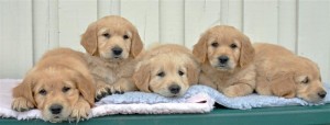Tim,Affe,Leo,Stratos og Eddie 2