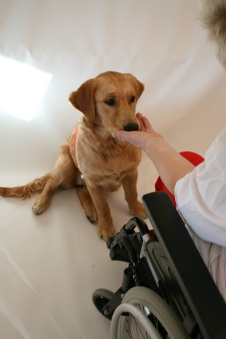 Å legge haken i hånden er en av øvelsene en omsorgshundelev tidlig lærer seg. Dette er en øvelse som gir veldig fin kontakt mellom omsorgshund og pasient. Kombinert med øyekontakt er dette en øvelse som kan benyttes både sammen med stående, sittende og liggende pasienter.